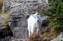 We encountered a couple of mountain goat's on our Logan Pass hike.