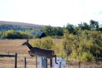 Deer jumping over a fence on our way to Waterton Lakes National Park.