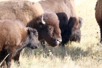 Bison just outside the Rockies at Waterton Lakes National Park.