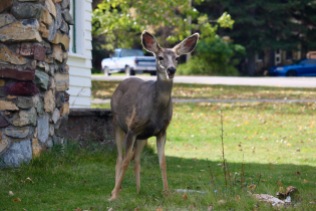 Deer roaming the town of Waterton.
