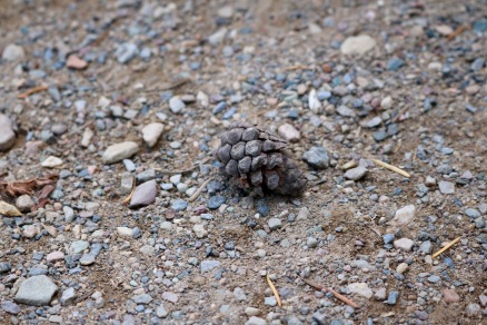 The lodgepole pine produces resin-filled cones, the cones remain dormant until a fire occurs and melts the resin. Then the cones pop open and the seeds fall or blow out. This causes new growth which will soon replace dead trees.