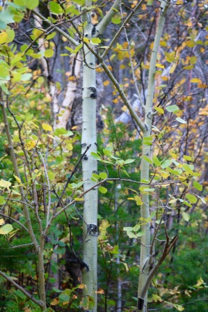 This birch tree has a little green in its bark.