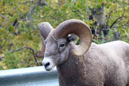Bighorn sheep causing a traffic jam in Waterton Lakes National Park.