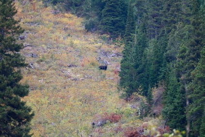 Moose(?) in the distance in Waterton Lakes National Park.