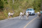 Deer causing a traffic jam in Waterton Lakes National Park.
