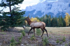 Elk at the side of the road in Banff National Park.