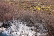 The small bit of ice forming on the ponds in the taiga/tundra.