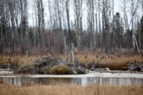 One of the many, many Northern Alberta beaver lodges we drove by