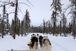 Dogsledding at Aurora Village