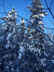Can you spot the fluffy white ptarmigan in the tree?